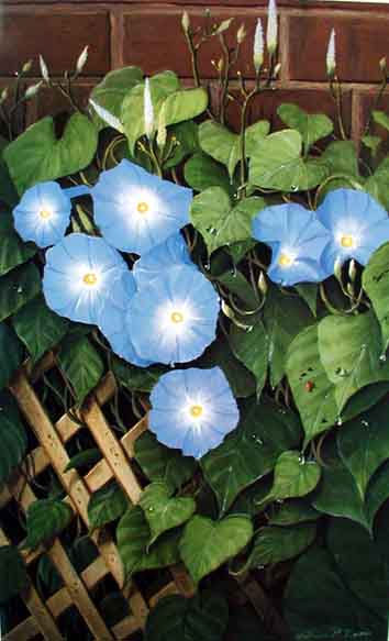 Quechee Morning Glories